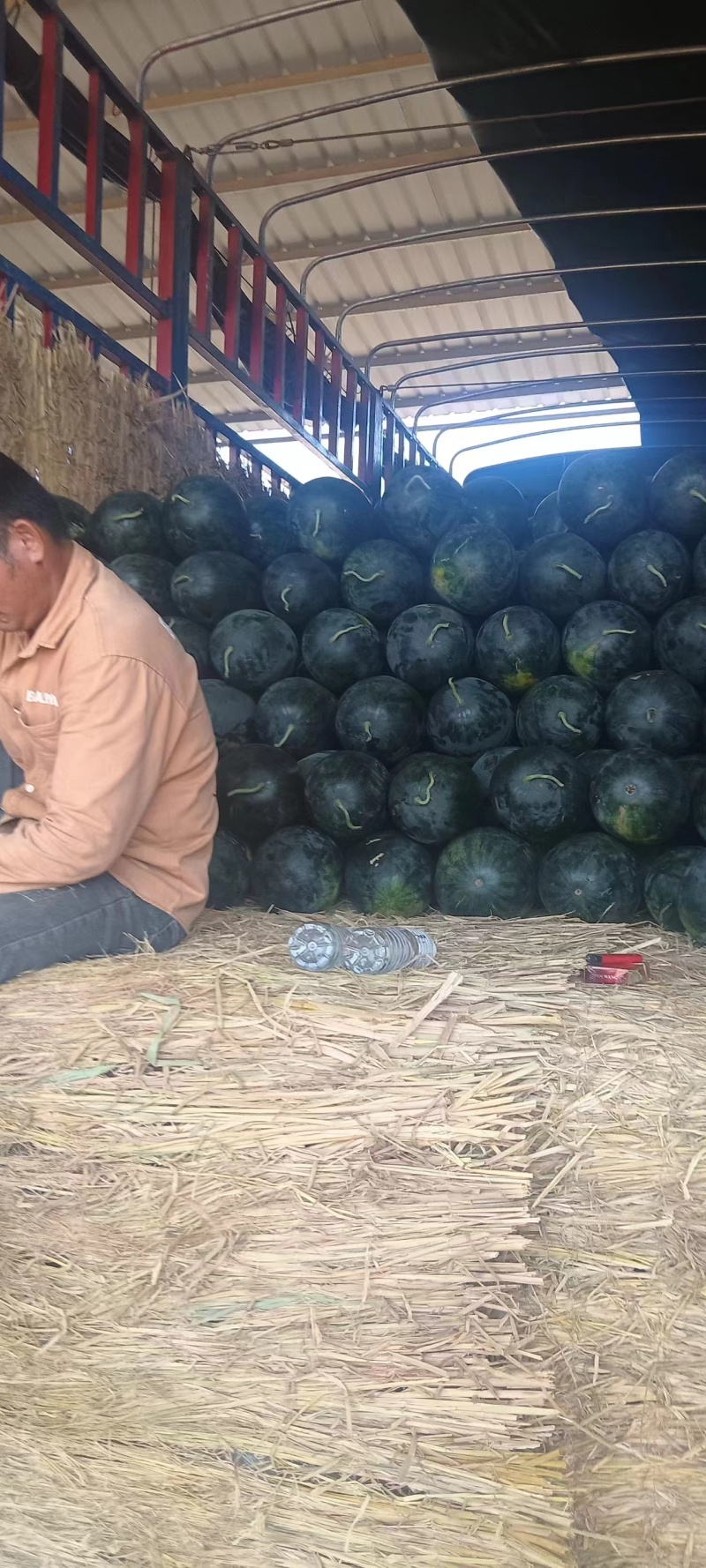 【黑美人西瓜】大量供应产地批发甜度高水分足量大从优