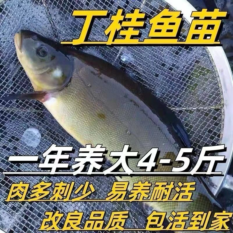 丁桂鱼苗大苗须鱼丁贵鱼，活体苗，提供技术指导欢迎下单