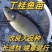 丁桂鱼苗大苗须鱼丁贵鱼，活体苗，提供技术指导欢迎下单