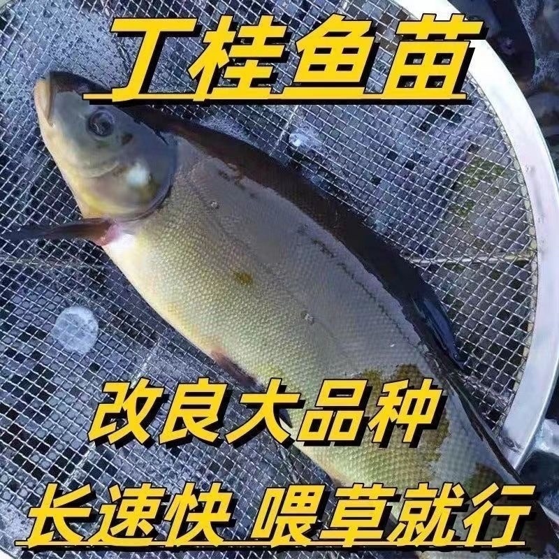 丁桂鱼苗大苗须鱼丁贵鱼，活体苗，提供技术指导欢迎下单