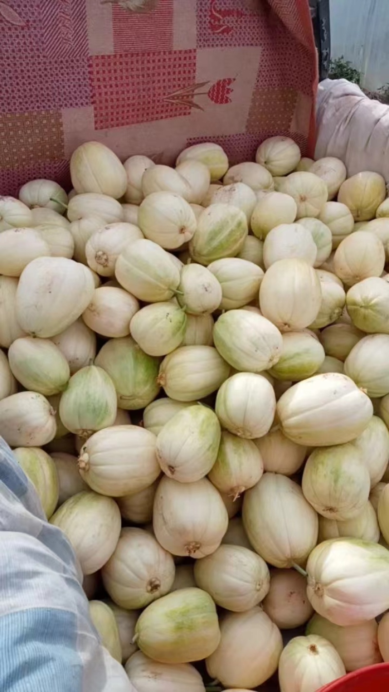 山西甜瓜忻府区小白瓜头茬小香瓜甜度高口感脆甜量大承接电商