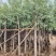 柳树5-15公分