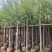 柳树5-15公分