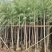 柳树5-15公分