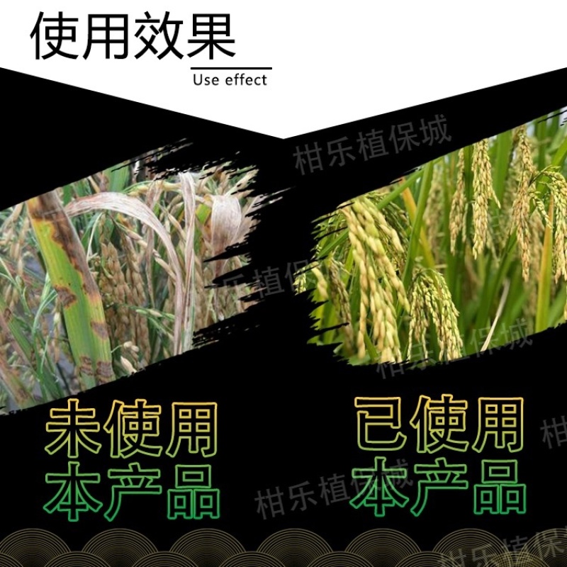 细彩-2%春雷霉素水稻稻瘟病细菌性病害杀菌剂