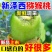 【好吃品种】新泽西猕猴桃绿心猕猴桃奇异果当季新鲜大果