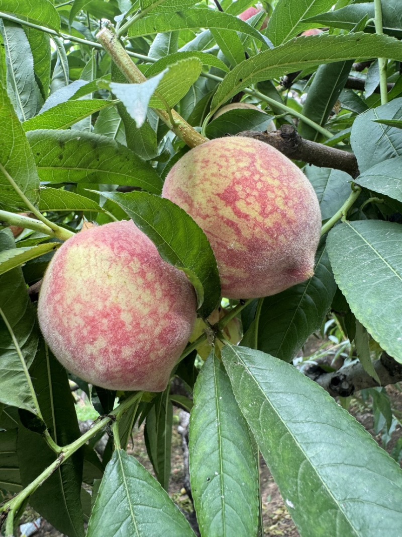 河南血桃朱砂红现货头茬采摘中大果园直发对接电商代发