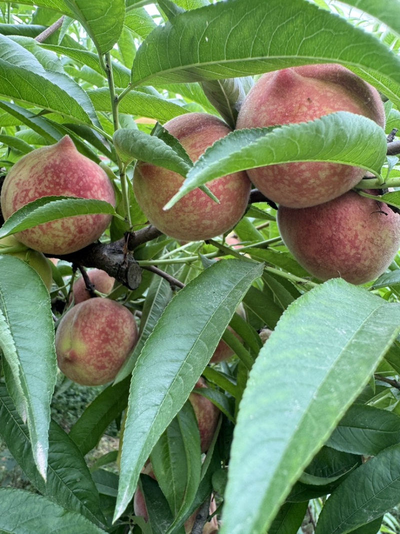 河南血桃朱砂红现货头茬采摘中大果园直发对接电商代发
