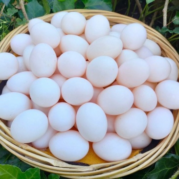 自家散养肉鸽蛋
