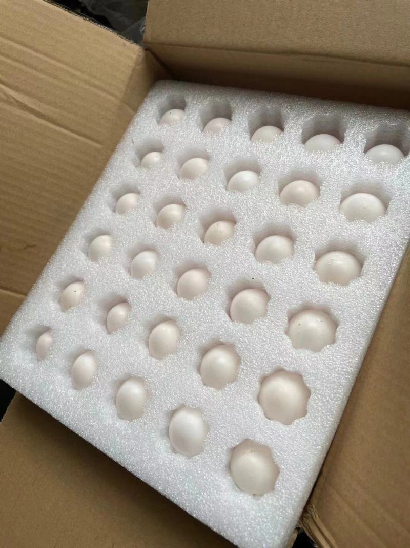 自家散养肉鸽蛋