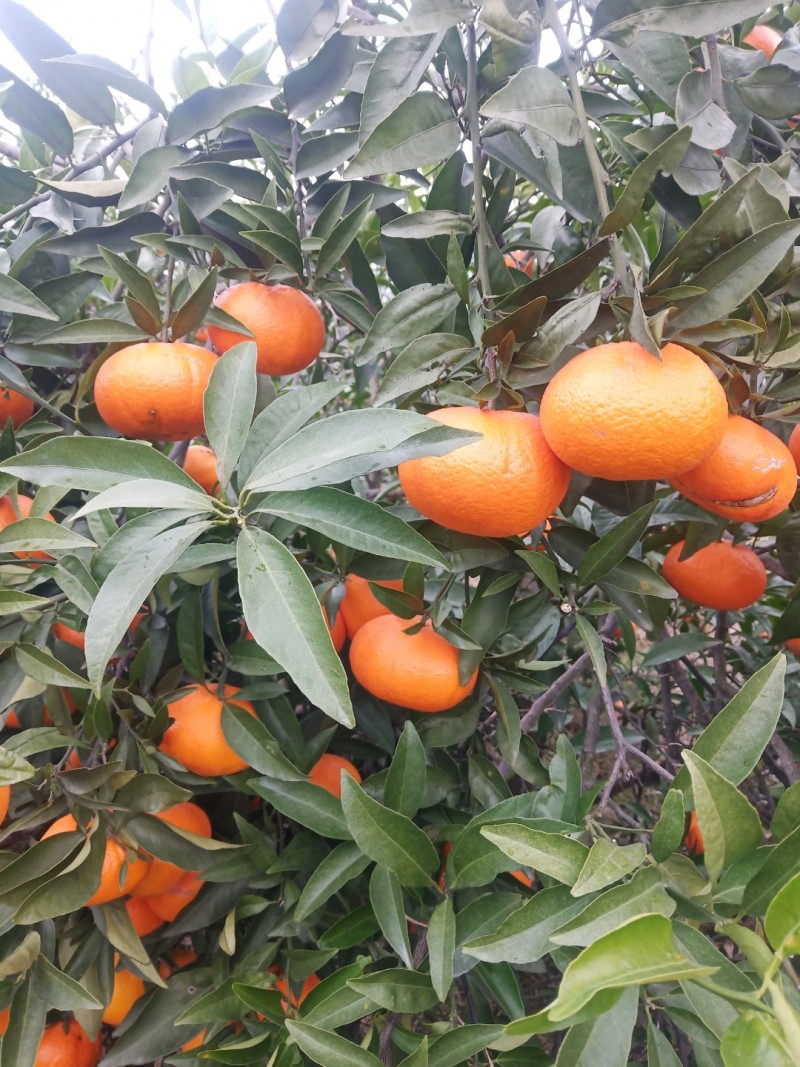 热销寿柑玫瑰香柑大量上市了价格美丽品质保证一手货源