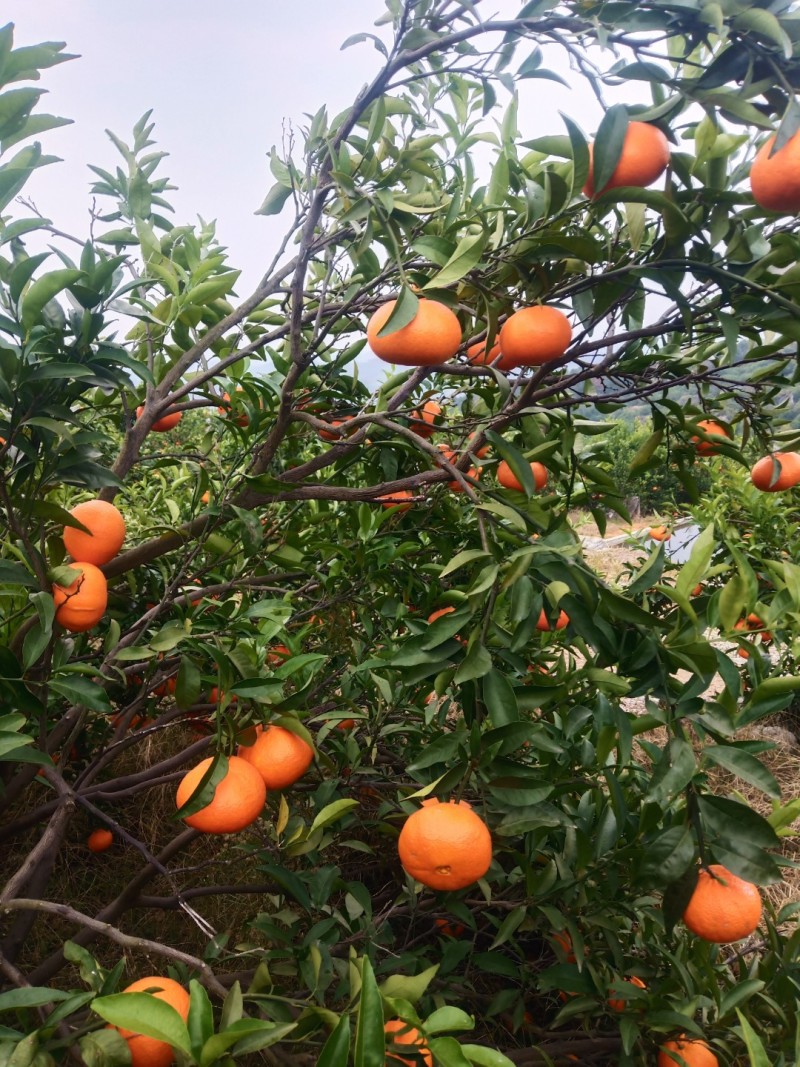 热销寿柑玫瑰香柑大量上市了价格美丽品质保证一手货源