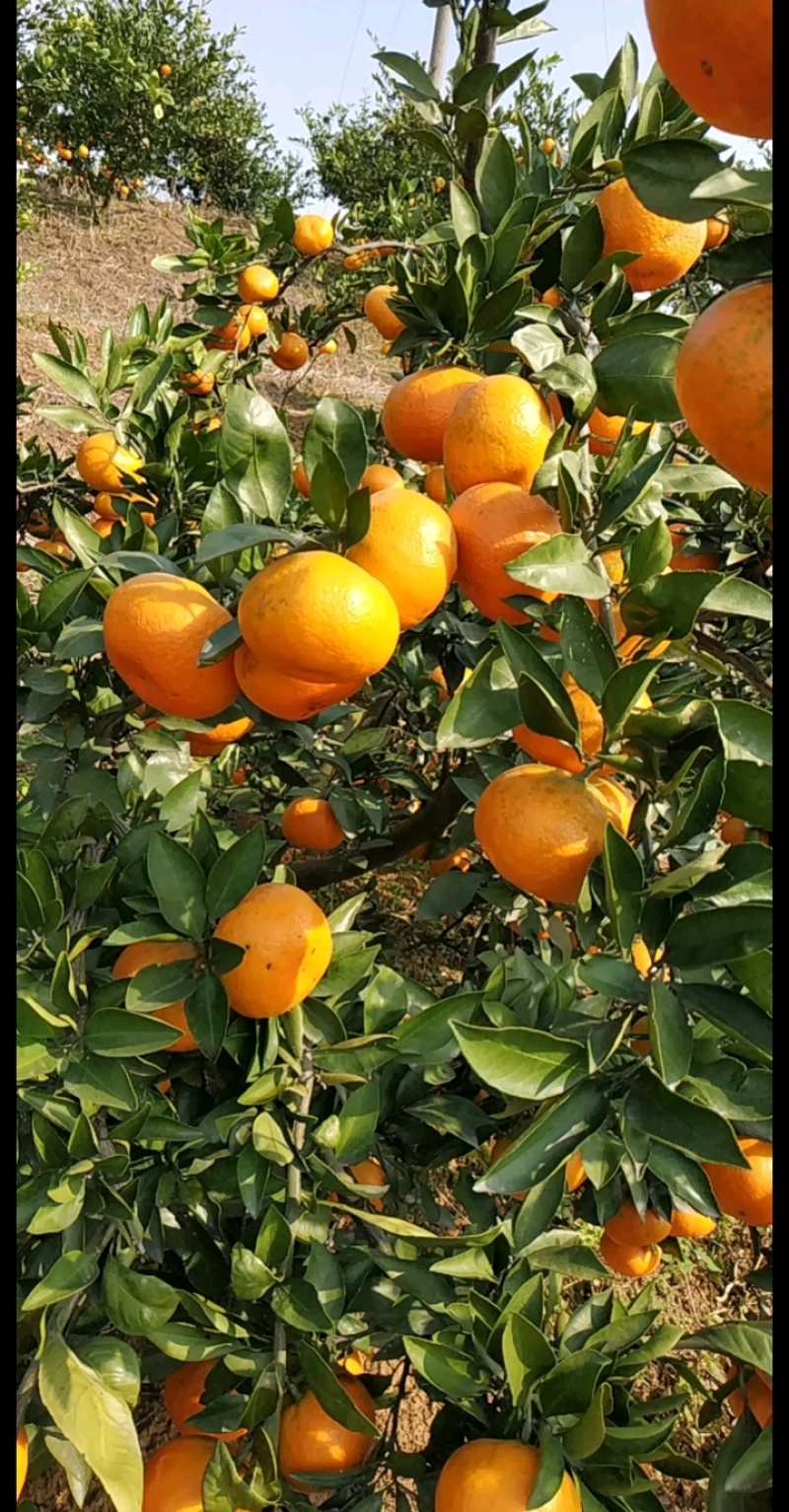 湖南澧县特早熟蜜橘大量上市一手货源欢迎各地老板洽谈订货