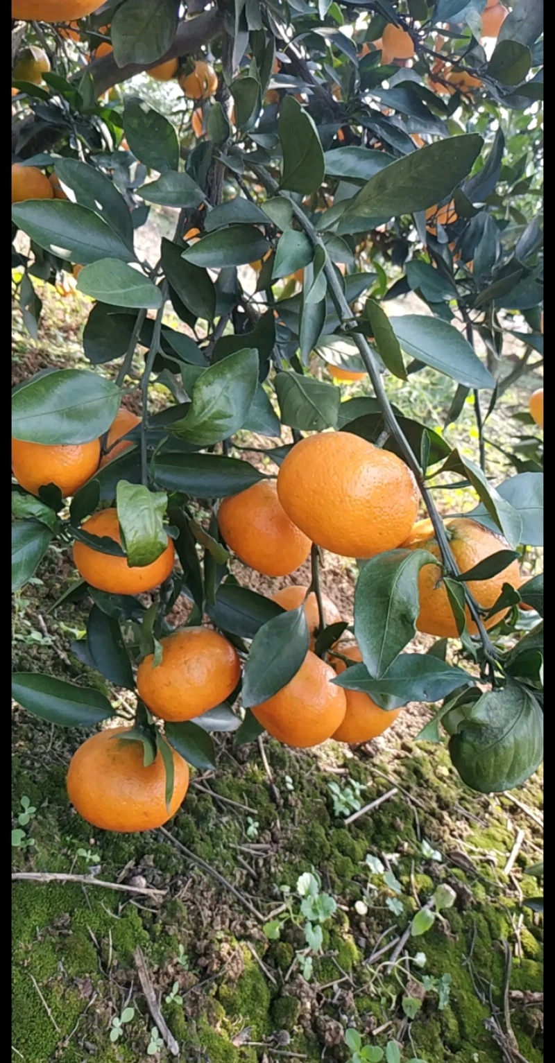 湖南澧县特早熟蜜橘大量上市一手货源欢迎各地老板洽谈订货