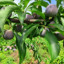 眉山五月脆大量上市