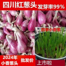 香葱头，香葱头，火葱，火葱头，分葱，产地直发