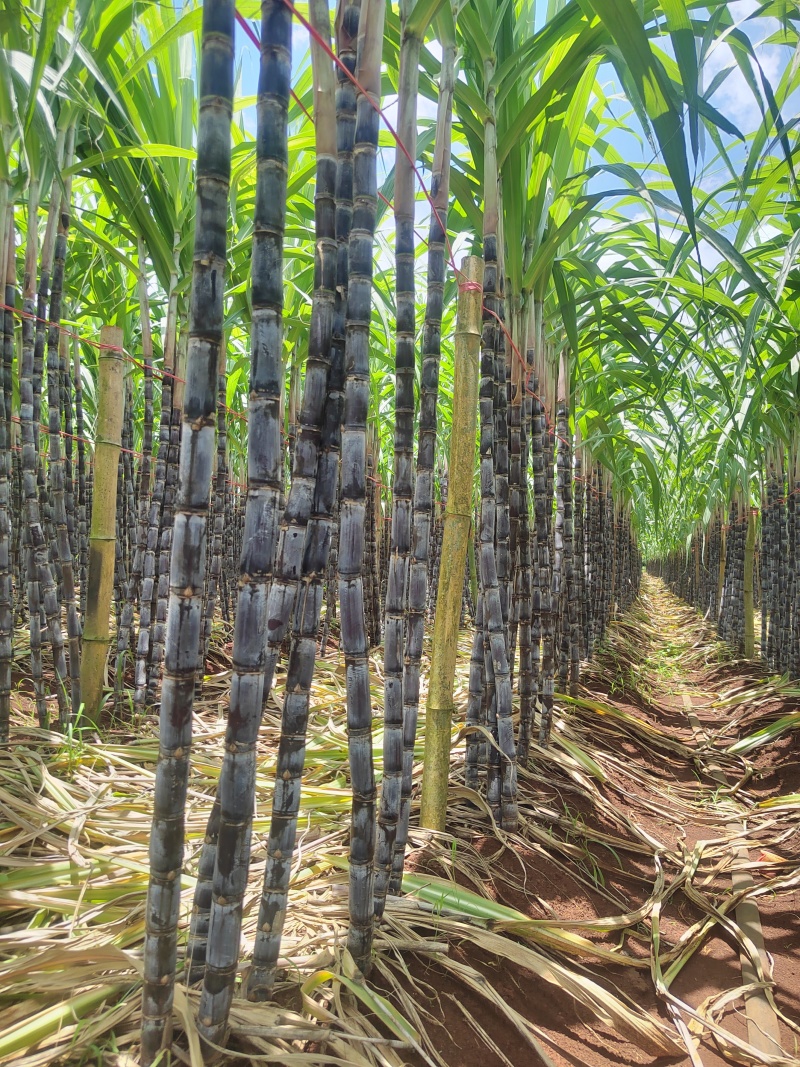 自家种值的黑皮甘蔗上市啦！欢迎各位老板咨询采购…
