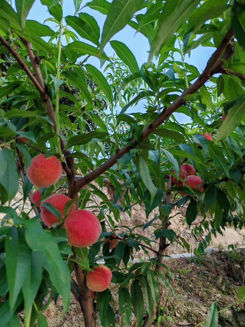 白花桃