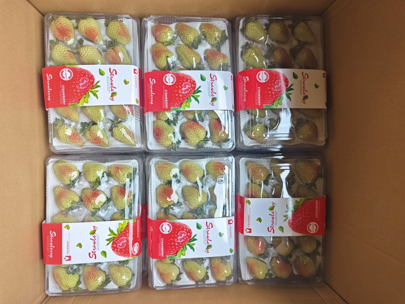 优质蒙特瑞商用草莓水晶盒礼品盒亮盒胶盒精品包装
