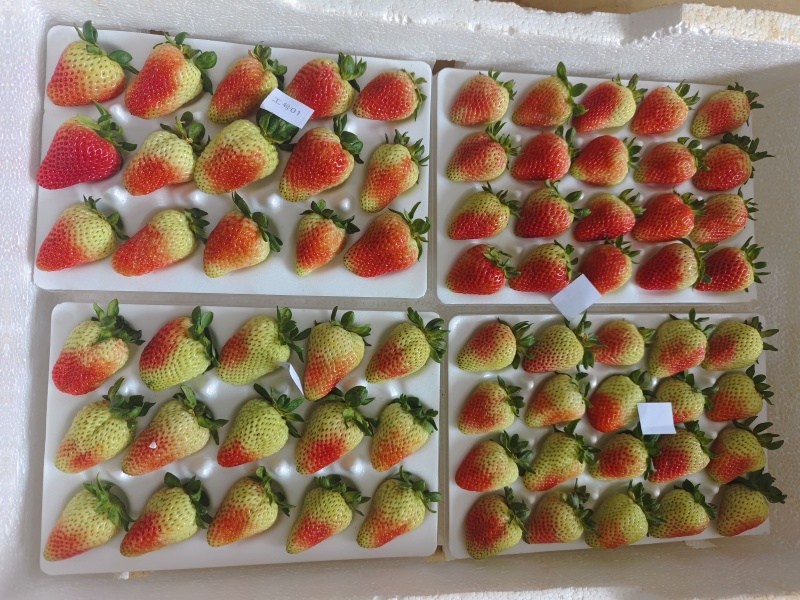 优质蒙特瑞商用草莓水晶盒礼品盒亮盒胶盒精品包装