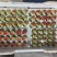优质蒙特瑞商用草莓水晶盒礼品盒亮盒胶盒精品包装