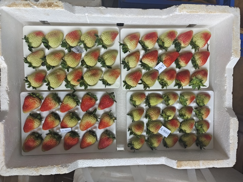 优质蒙特瑞商用草莓水晶盒礼品盒亮盒胶盒精品包装