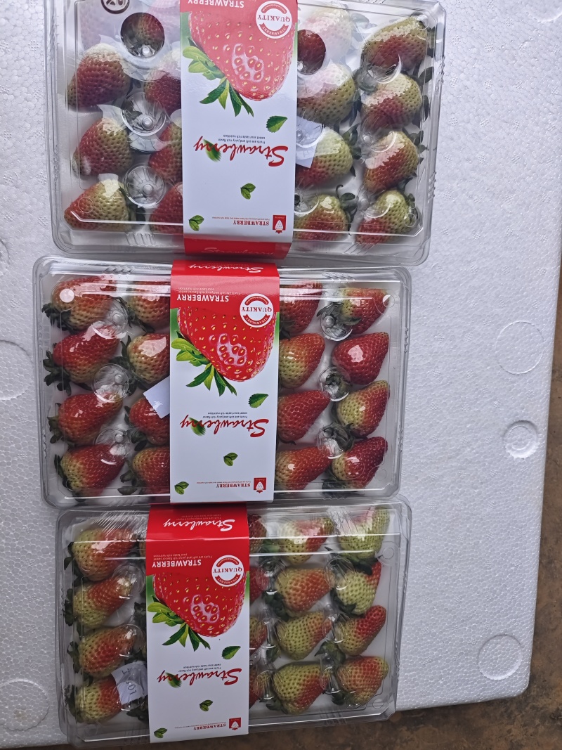 优质蒙特瑞商用草莓水晶盒礼品盒亮盒胶盒精品包装