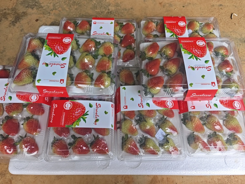 优质蒙特瑞商用草莓水晶盒礼品盒亮盒胶盒精品包装