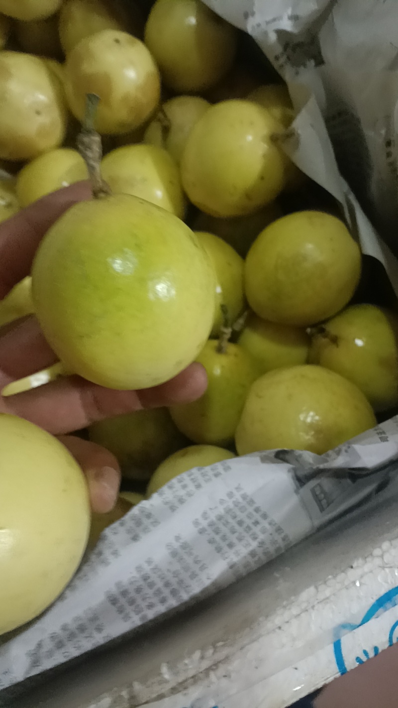 广西桂林高山钦蜜九号百香果