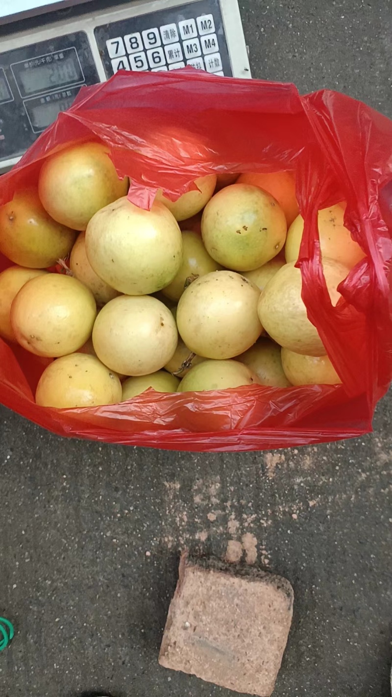 广西桂林高山钦蜜九号百香果