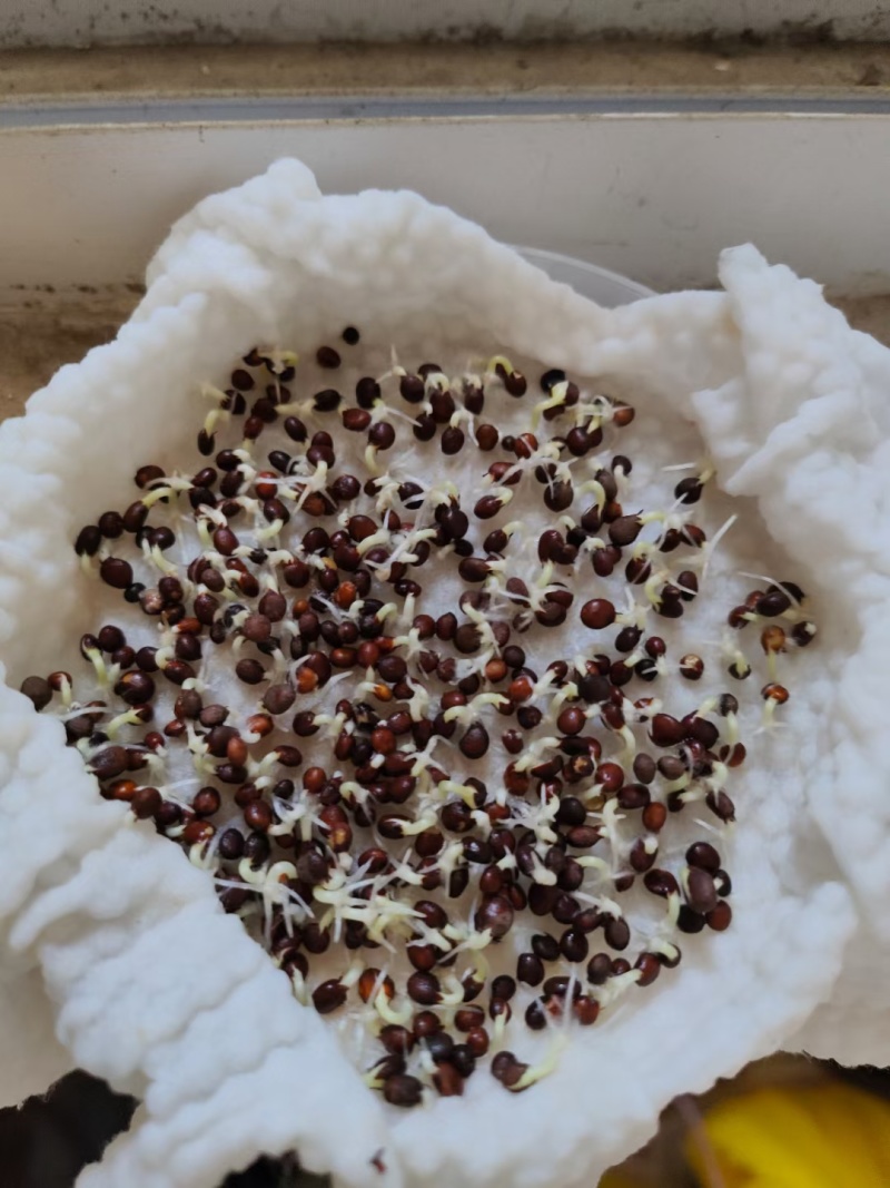 急性子种子凤仙花种子指甲花指好种管理提供种植技术