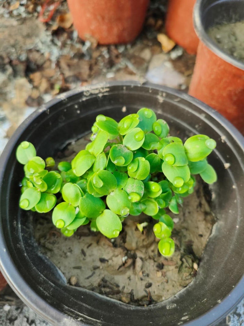 急性子种子凤仙花种子指甲花指好种管理提供种植技术