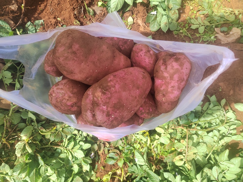 云南优质土豆青薯9号土豆现挖现发支持代发市场视频看货