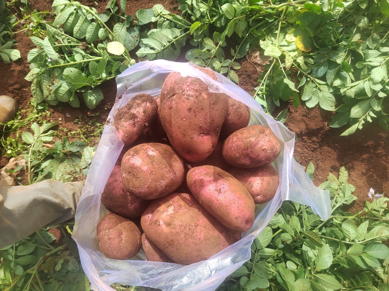 云南优质土豆青薯9号土豆现挖现发支持代发市场视频看货