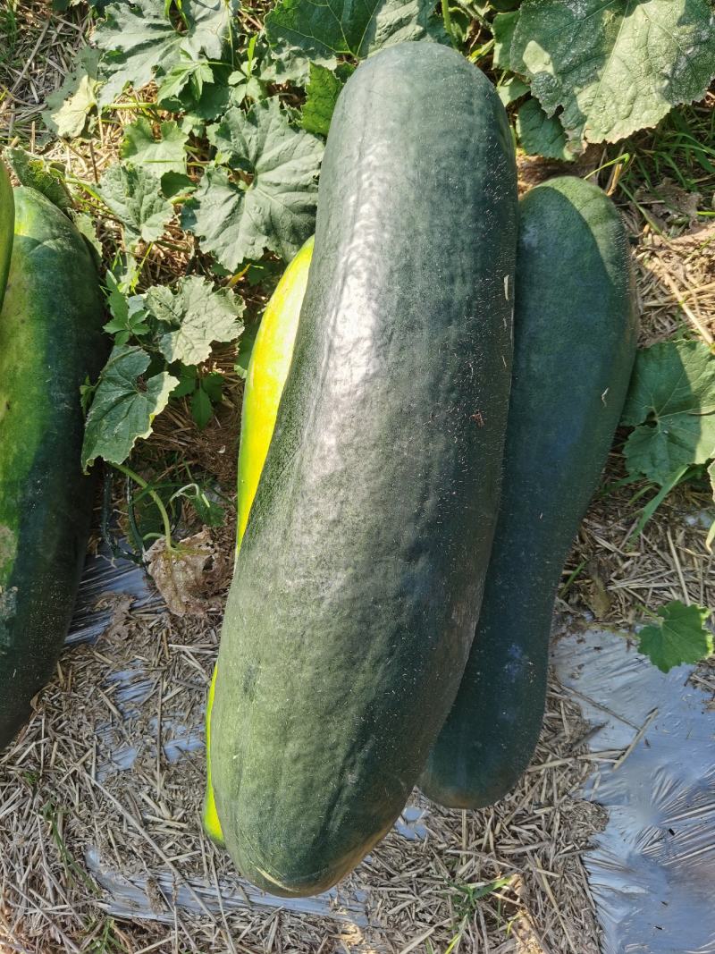 质量好的黑皮冬瓜