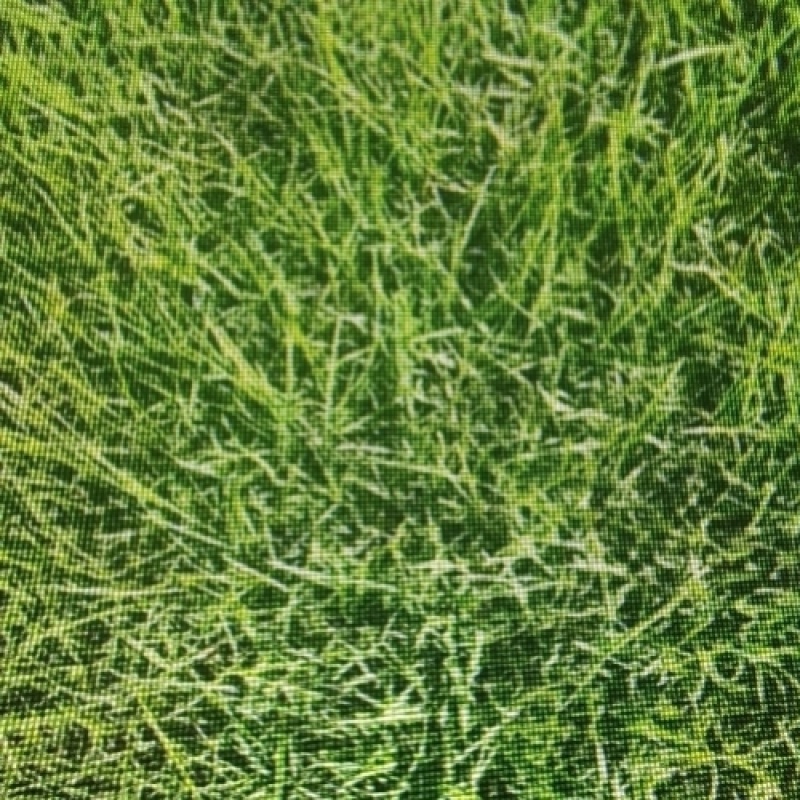 草皮