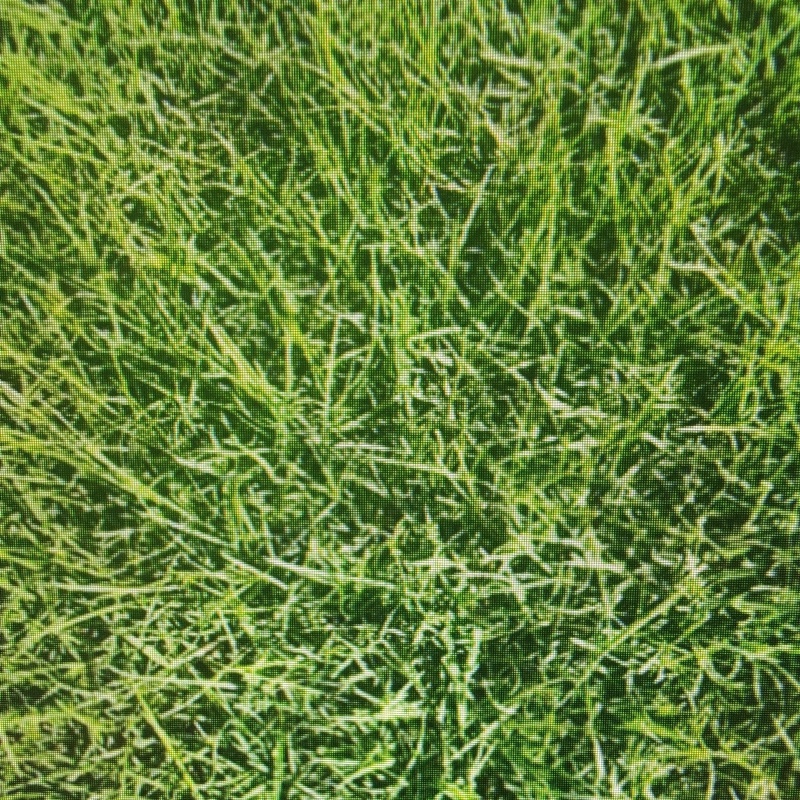 草皮