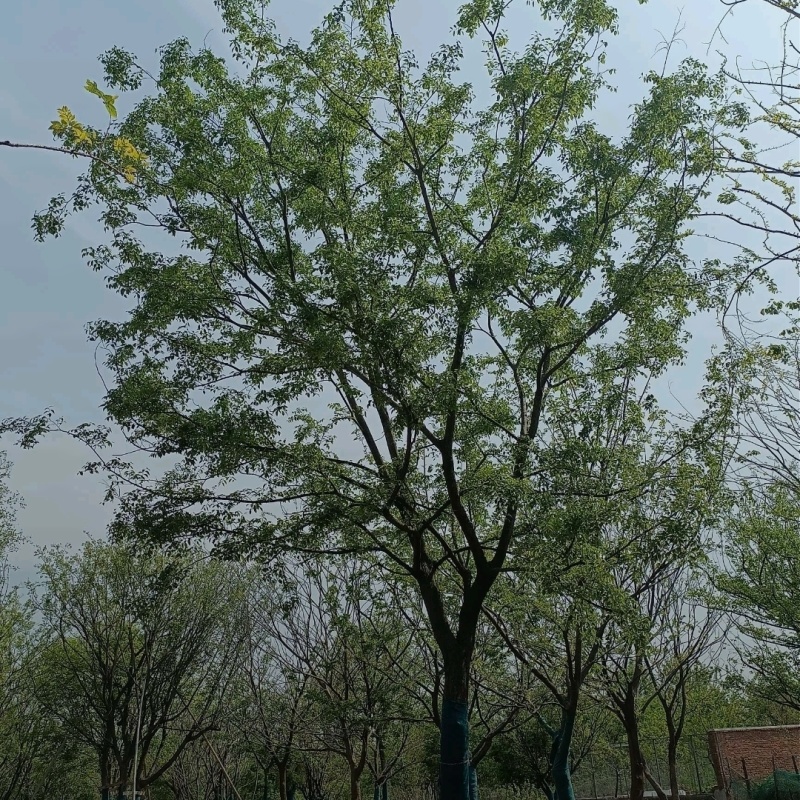 草皮