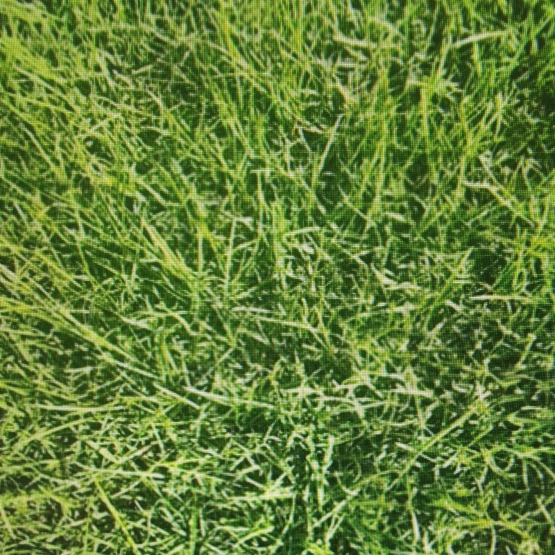 草皮