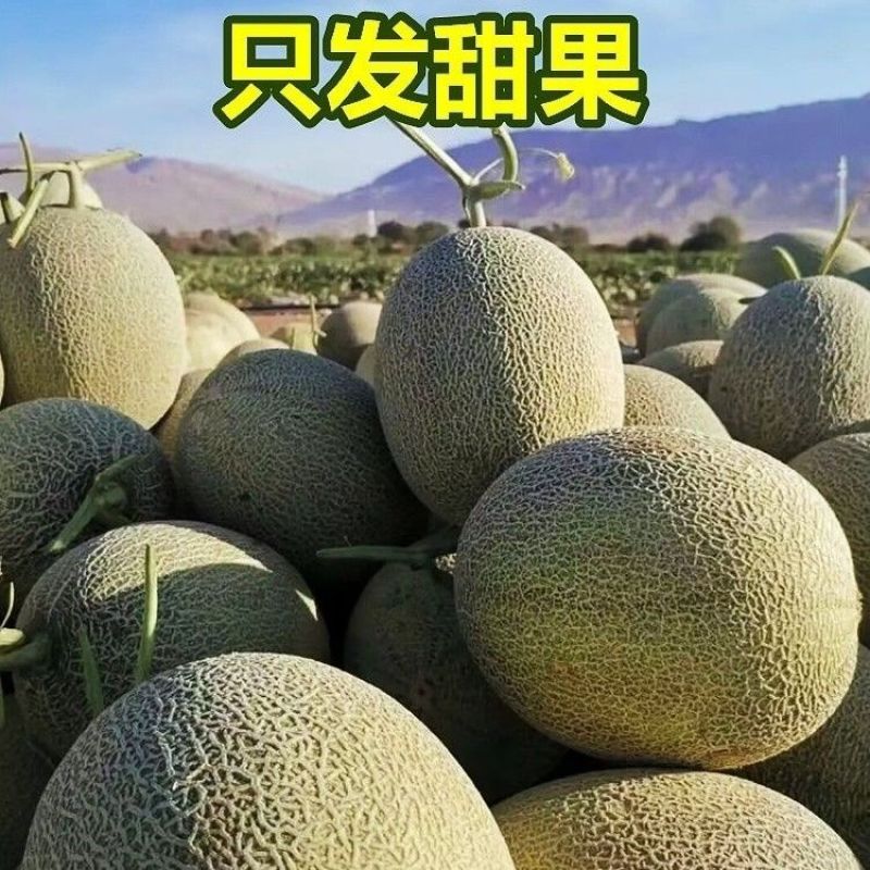 【实力商家】晓蜜25号哈密瓜大量供应代发全国甜度高水