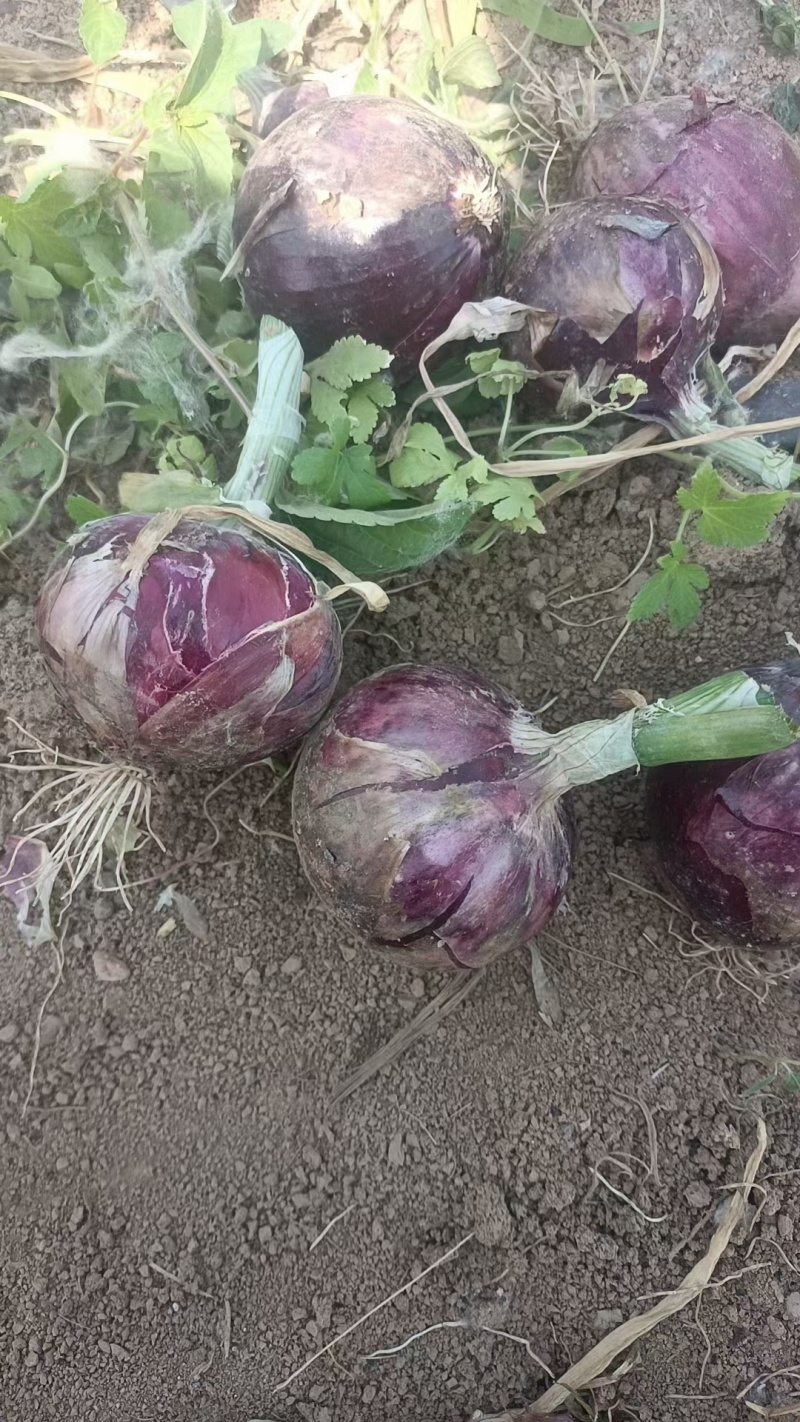丰县紫皮洋葱大量上市，供应各大商超市场
