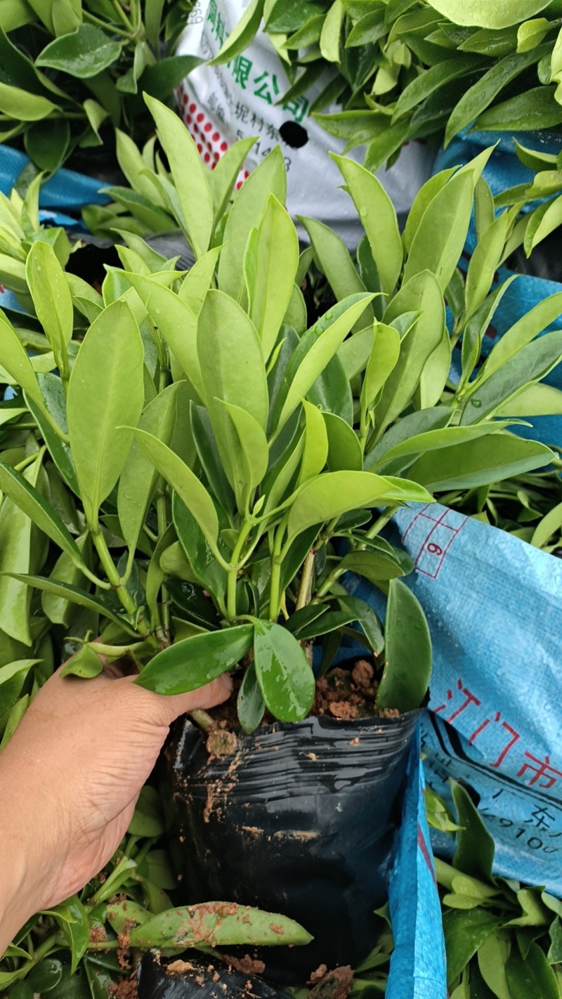 非洲茉莉
