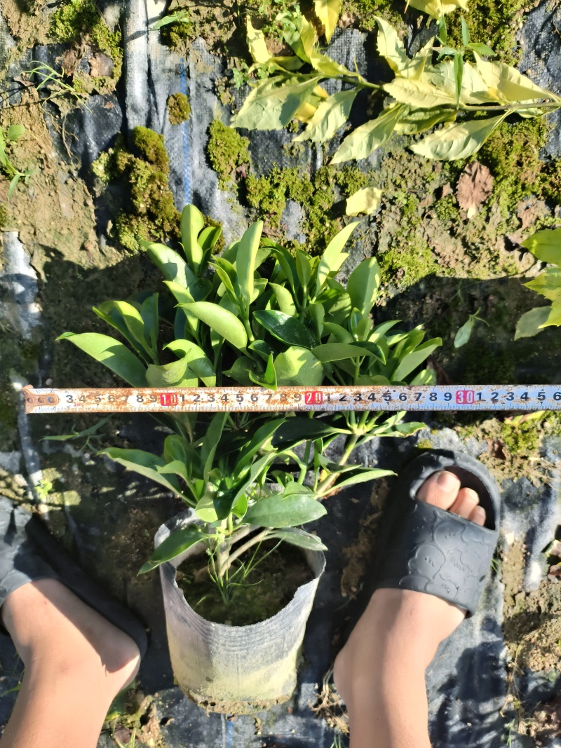 非洲茉莉
