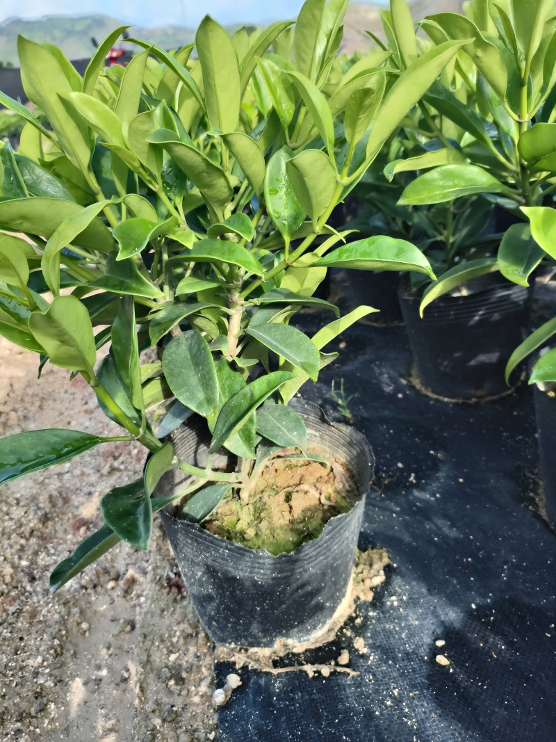非洲茉莉