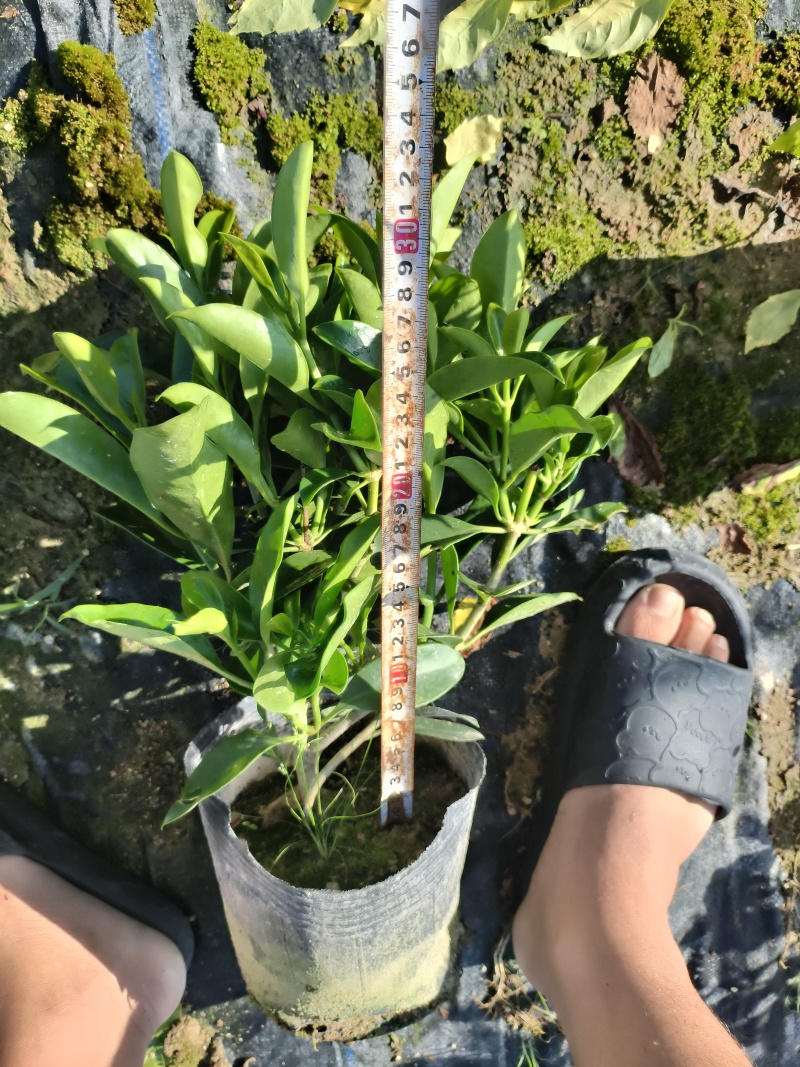 非洲茉莉