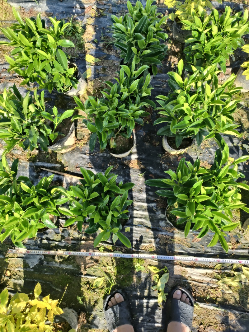 非洲茉莉