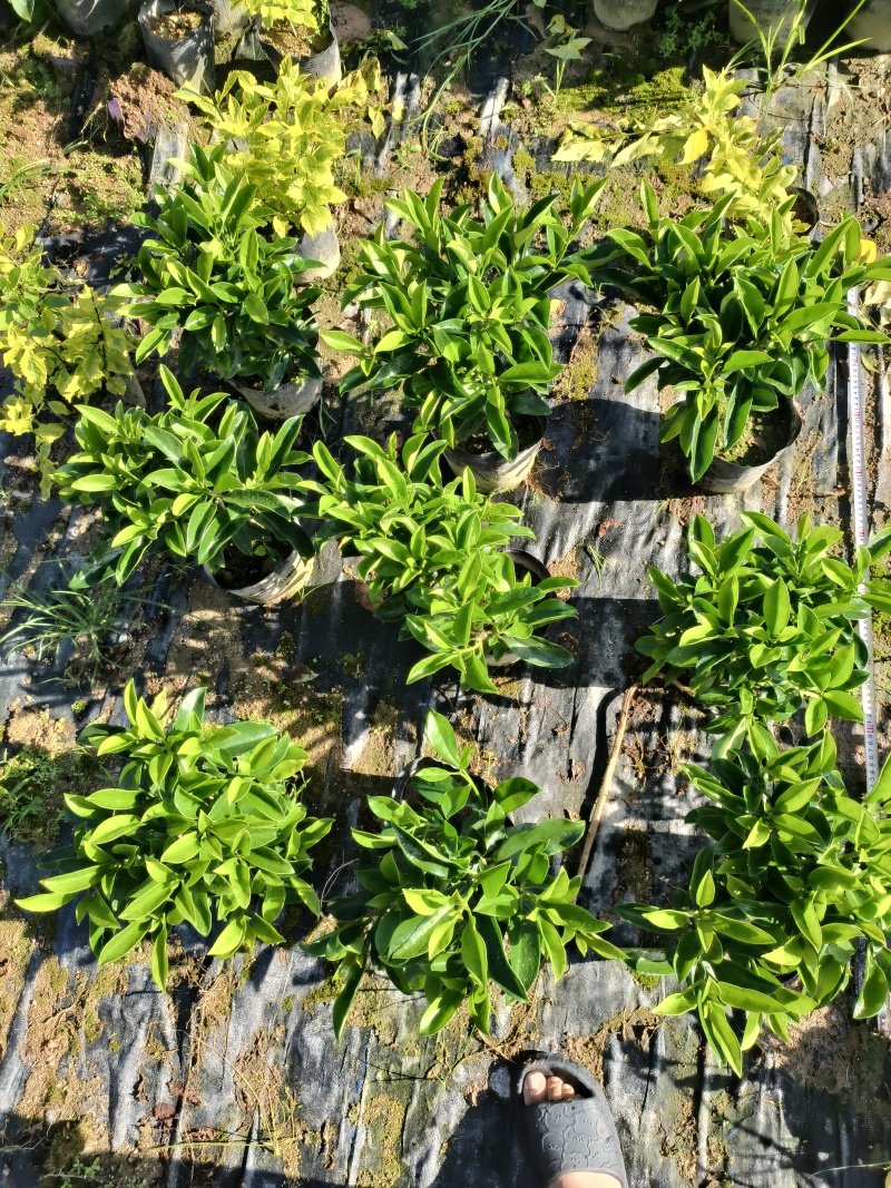 非洲茉莉