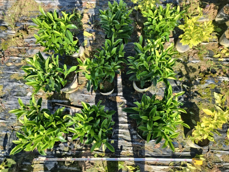 非洲茉莉