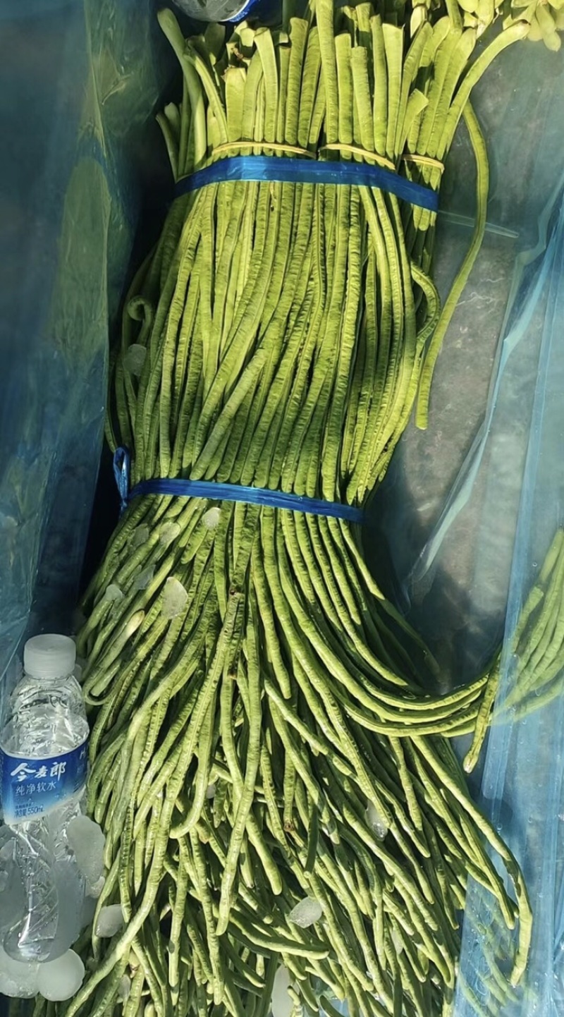 精品开封青条豆角品质保障农户现摘产地直发量大从优