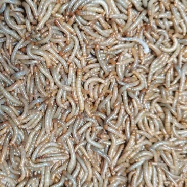 黄粉虫面包虫